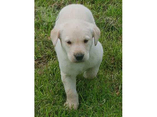 Προς πώληση Labrador Retriever Σκύλοι και κουτάβια